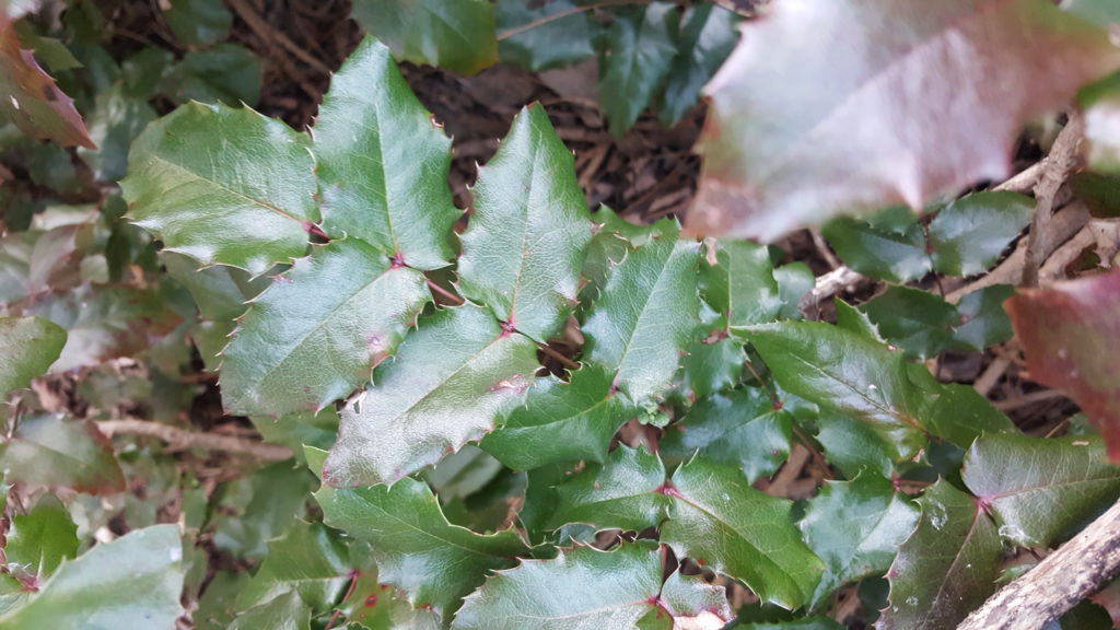Frunză compusă de Mahonia aquifolium
