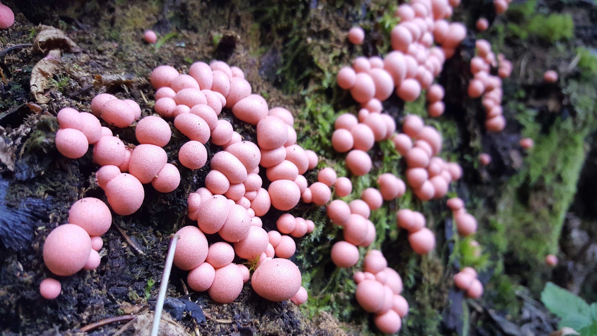incredible-foraging-curs-lycogala-epidendrum