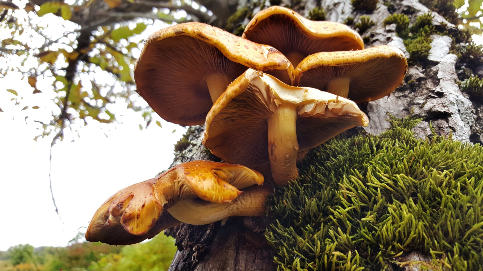 incredible-foraging-curs-micologie-element-pholiota