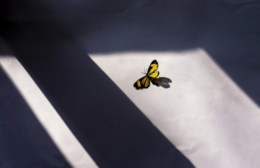 fluture în soare- studiul de însorire
