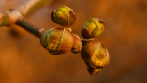 IncrEdible Foraging: muguri comestibili - Cornus mas (corn)
