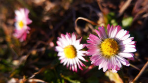 Bellis perennis - inflorescențe rozalii
