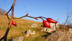 mugurii comestibili de Rosa canina (maces)