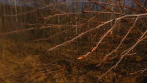muguri de mesteacan (Betula pendula)