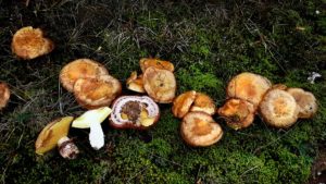 Suillus luteus - hribul de dulceață sau turta vacii