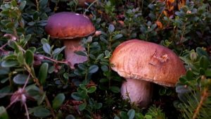 Hribi - Boletus edulis