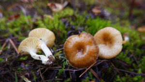 Hygrophorus hypothejus - ansamblu