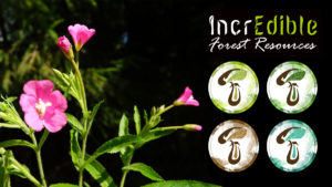 Ecosistemul IncrEdible