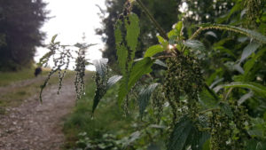 Nucule feminine de urzică (Urtica dioica) în asfințit