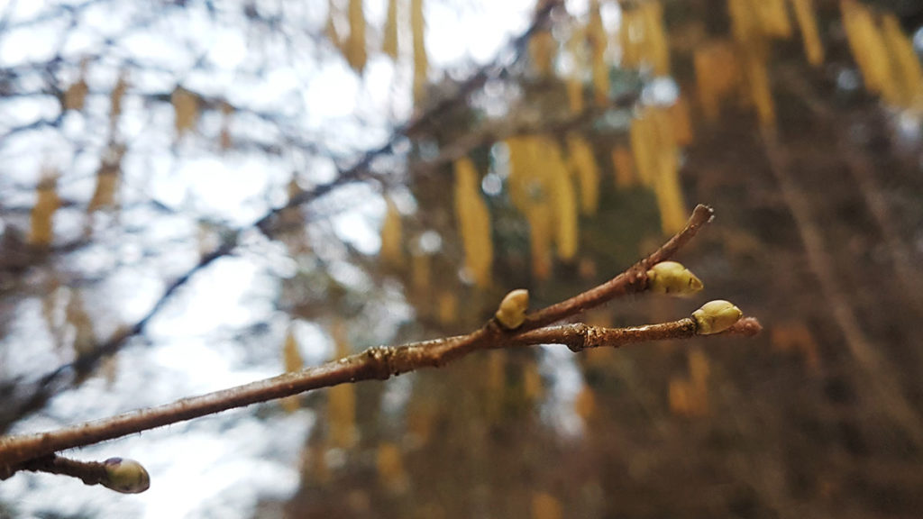 Muguri foliari de alun (Corylus avellana)