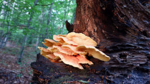 Laetiporus sulphureus pe trunchi de foiase