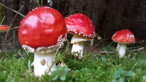 Istoria ciupercilor