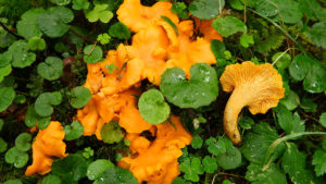 Cantharellus cibarius (gălbiroul) în habitat