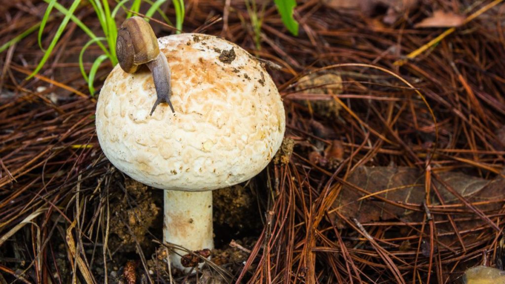 cum recunoastem ciupercile toxice fata de cele comestibile -ciuperci mancate animale melc