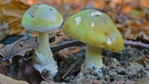 ciupercile toxice: amanita phalloides buretele viperei