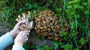 armillaria ghebe ciuperci comestibile