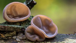 Auricularia auricula-judae (urechi de lemn)