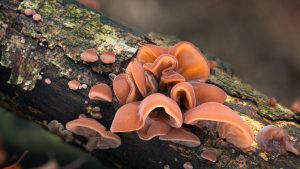 Auricularia auricula judae urechi de lemn