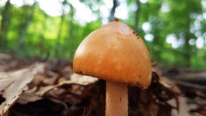 Amanita crocea - pălărie cu nuanțe mai cafenii