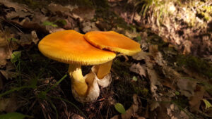 Amanita caesarea (roiniță-crăiță) - coperta