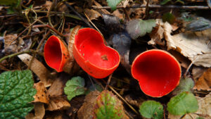Sarcoscypha coccinea