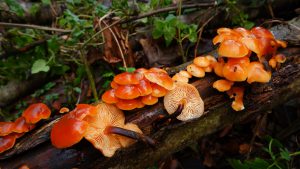 Flammulina velutipes (ghebe de iarnă)