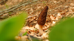 Morchella elata - aspect general