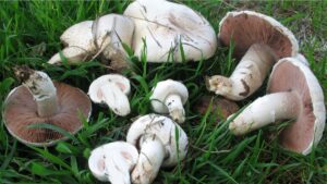 agaricus campestris palarie lamele sectie