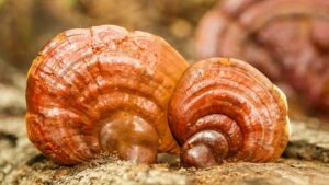 Ganoderma lucidum -lingurita zanei