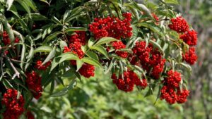 sambucus racemosa socul roșu