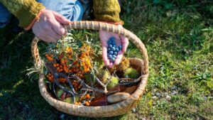 foraging in bucatarie cos plin padure