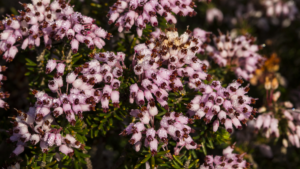 erica multiflora flori si frunze