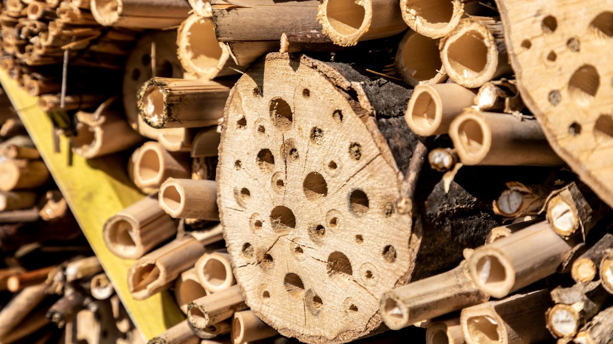 Grădină ecologică și proiect rural sustenabil
