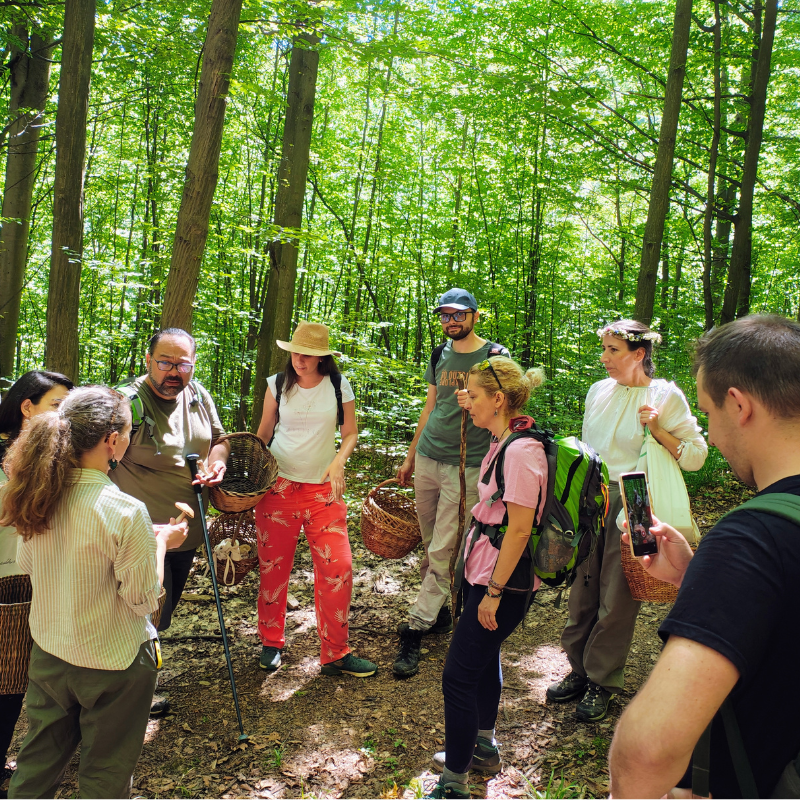 Quim ghidând un grup de foraging în pădure