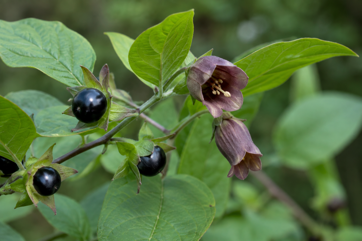 Mătrăguna în România – Atropa belladonna cu flori și fructe