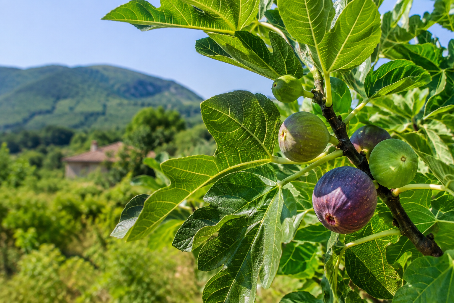 Smochinul în România cultivat într-o grădină