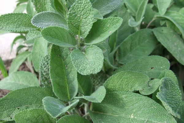 ierburi pentru femei- Salvia officinalis