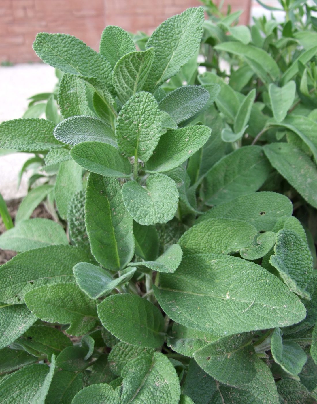 ierburi pentru femei- Salvia officinalis