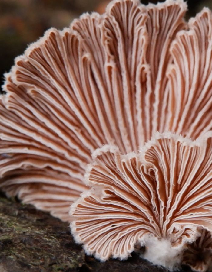 Schizophyllum-commune-cover Schizophyllum-commune-cover