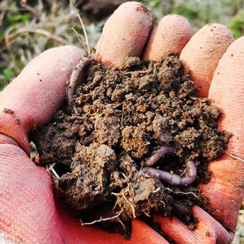 compost