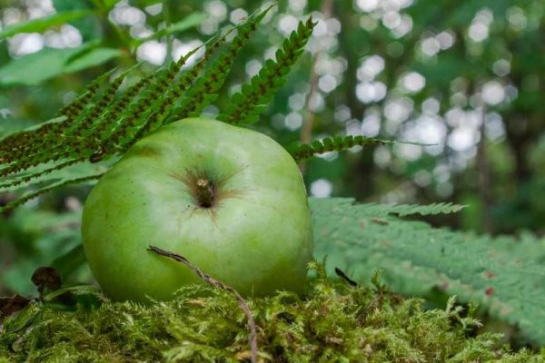 Curs Food Forest