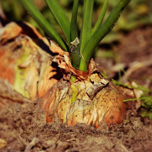 incredible-curs-permacultura-gradinarit-allium-ceapa