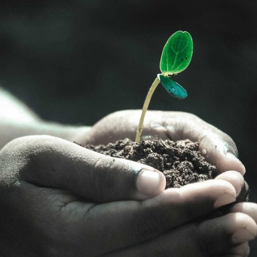 incredible-curs-permacultura-gradinarit-om-mana-munca-pamantului-planta-planteaza
