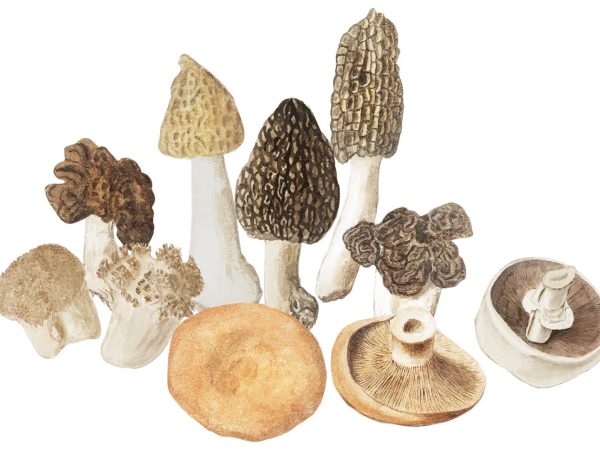 incredible-foraging-curs-micologie-element-decorativ-mix-ciuperci