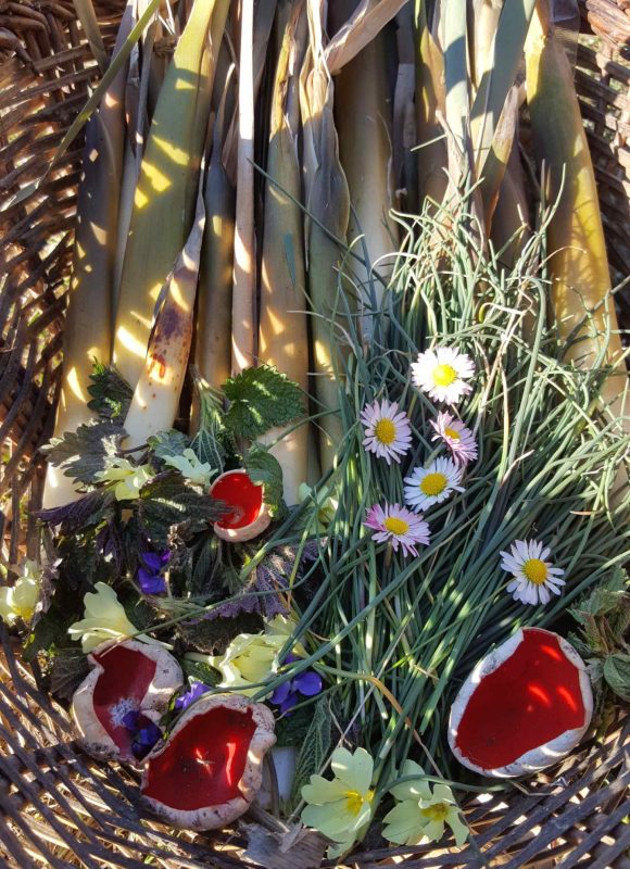incredible-foraging-primavara-cos-primula-sarcoscypha-bellis-perenis-allium