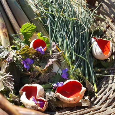 incredible-foraging-primavara-plante-ciuperci-colectare
