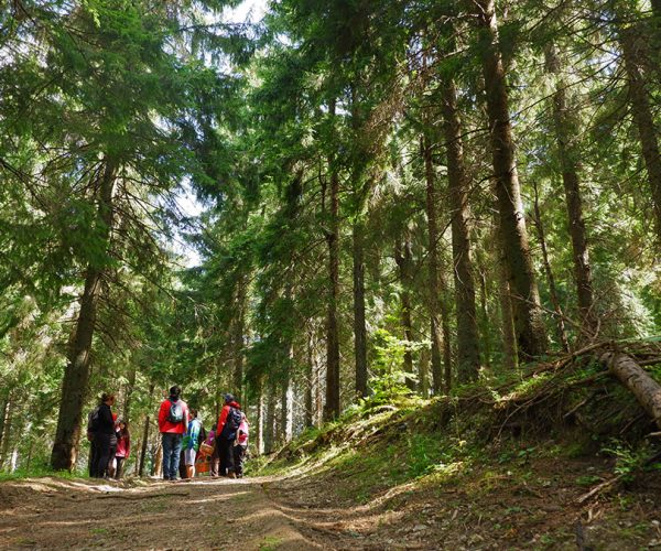întoarcerea la foraging