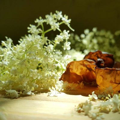 incredible-foraging-sambucus-nigra-flori-flowers-auricularia-auricula-judae-mushrooms