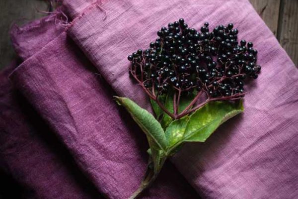 incredible-forest-foraging-plante-tinctoriale-creare-registru-mostre