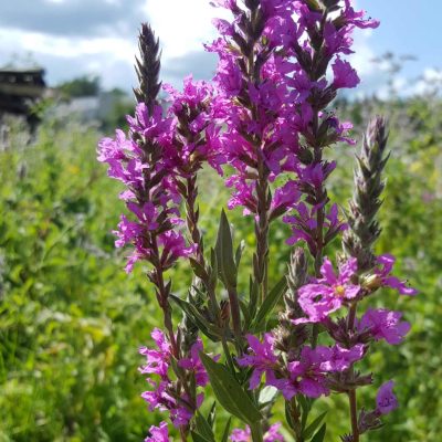 incredible-forest-foraging-plante-tinctoriale-stachys